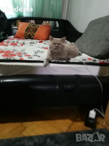 Британски котарак за разплод, снимка 7 - Британска късокосместа - 38538796