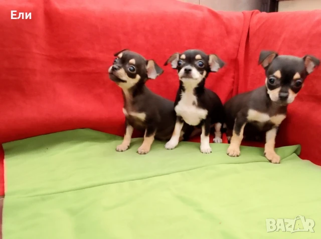 Чихуахуа с всички ваксини , снимка 1