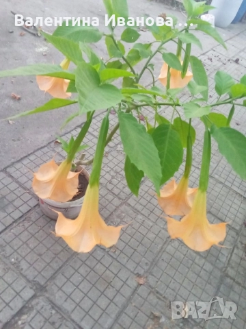 комплект 3 бр ангелски тромпет 