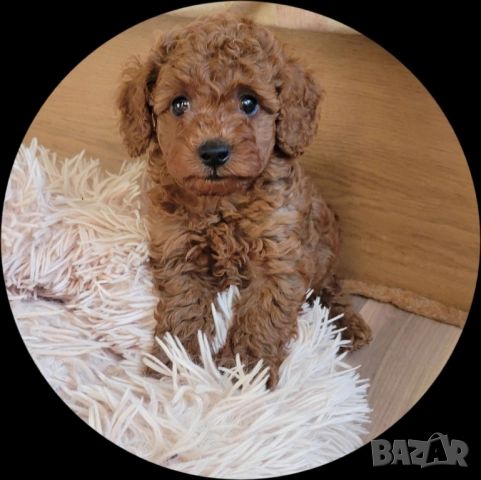 Пудел /Мини пудел , снимка 2 - Пудели - 52660004