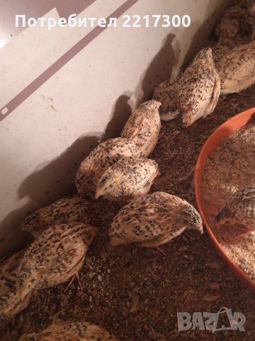 Продавам пъдпъдъци , снимка 3 - Кокошки и пуйки - 32479209