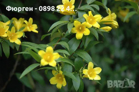 Жасмин - Студоустойчив, снимка 7 - Разсади - 49214966