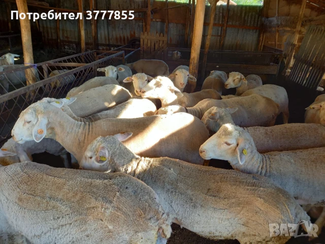 Стадо овце - Скоро раждат !, снимка 4 - Овце - 50899413