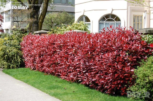 Фотиния-(Photinia Red Robin), снимка 9 - Градински цветя и растения - 33103700