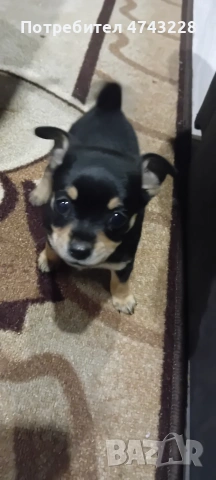 мини пинчер 45 дни женски