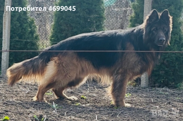 Немска овчарка старонемска , снимка 3 - Немска овчарка - 52971114