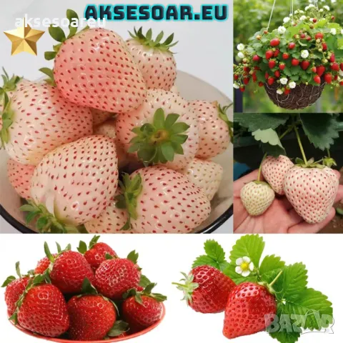 100 високо качествени семена от плод бяла ягода органични плодови ягодови семена от вкусни ягоди отл, снимка 5 - Разсади - 47607460