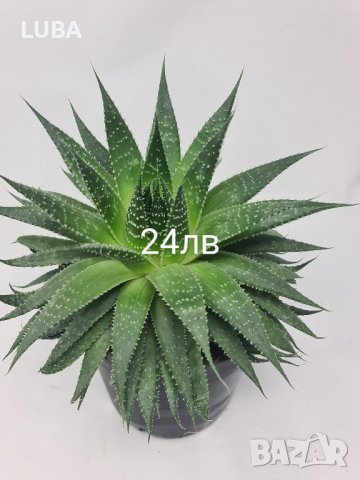 алое Аристата, снимка 2 - Стайни растения - 43375734