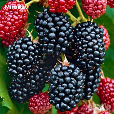 Къпина Черен сатен-(без бодли), снимка 3 - Градински цветя и растения - 49506499