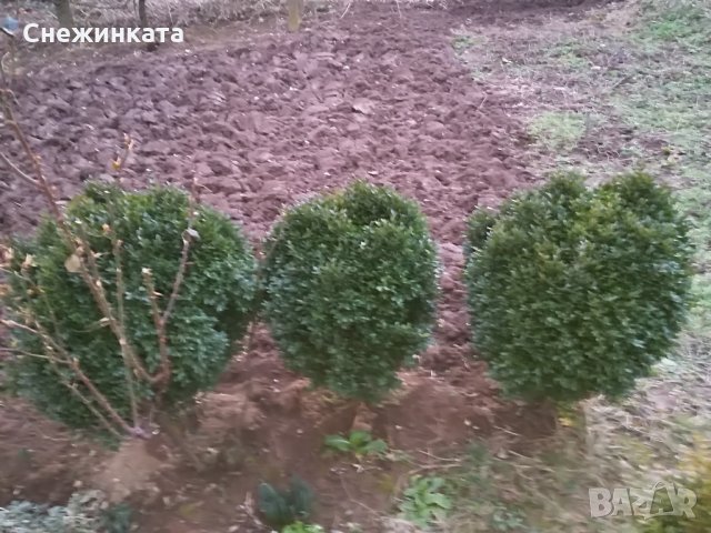 Красиви големи и пухкави чемшири , снимка 7 - Градински цветя и растения - 32403960