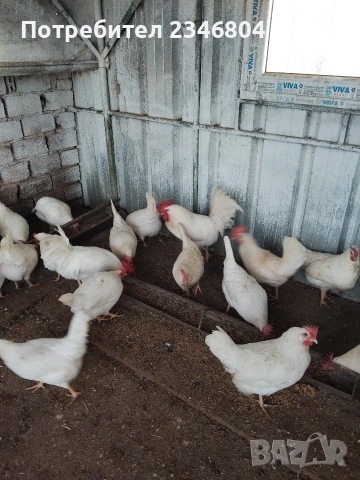 записвам за пиленца бял легхорн , снимка 4 - други­ - 53066043