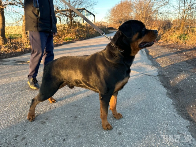 Ротвайлер за разплод