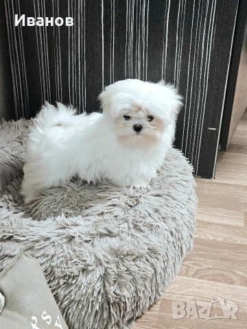 Малтийска болонка , снимка 5 - Болонка - 53599062