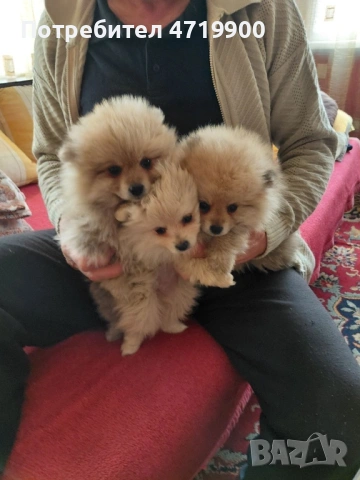 Продавам померан / померанчета, снимка 2 - Померан - 53232131