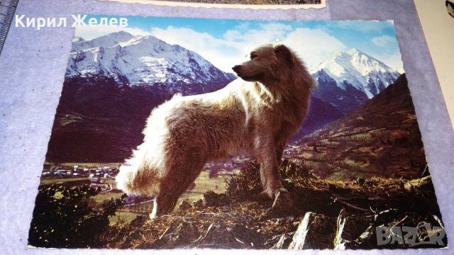 ЛОТ 4 СТАРИ ПОЩЕНСКИ КАРТИЧКИ ФРАНЦИЯ ПИРЕНЕИ СССР АФРИКА ПРИРОДА КУКЛИ 33431, снимка 3 - Филателия - 38810847