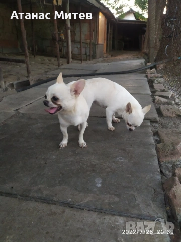 Продавам женска мини чихуахуа