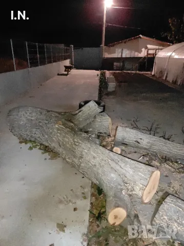 Орехов матерял , снимка 8 - Градински цветя и растения - 47464760