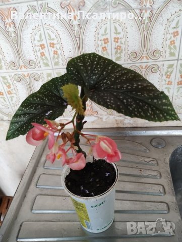 Кралска бегония в Стайни растения в гр. Пловдив - ID40837548 — Bazar.bg