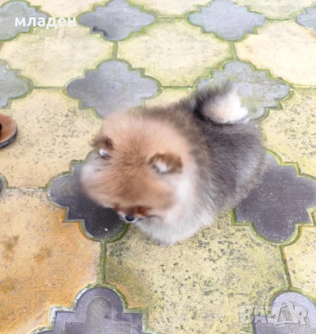 померан, снимка 3 - Померан - 52998650