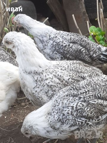 Сребърно Брезе яйца, снимка 7 - други­ - 31147352