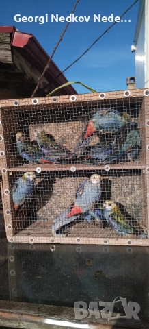 Продавам жълтоглави розели , снимка 5 - Папагали - 52907206