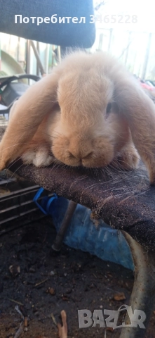 Мъжко кочовато зайче 