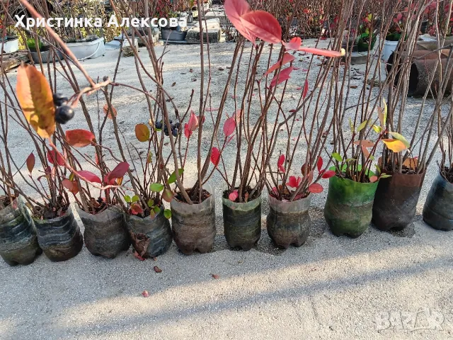 Фиданки арония, разсад, снимка 7 - Разсади - 34439825