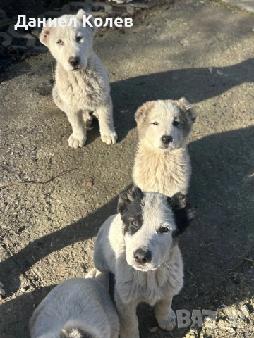 Продавам женски и мъжки алабаи, снимка 11 - Алабай - 52813719