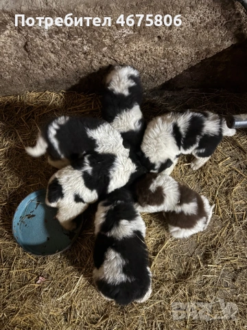 Българско овчарско куче