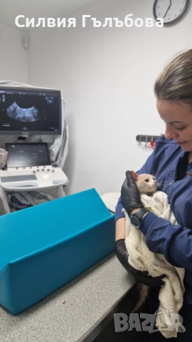 Бейлис търси дом , снимка 5 - Други - 52884275