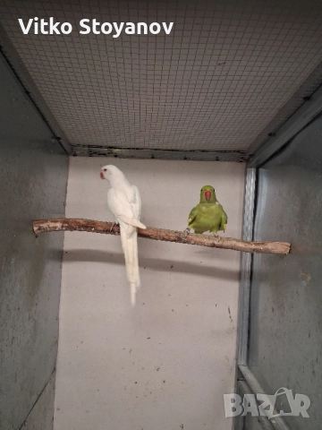 Малък Александър, снимка 2 - Папагали - 52169572