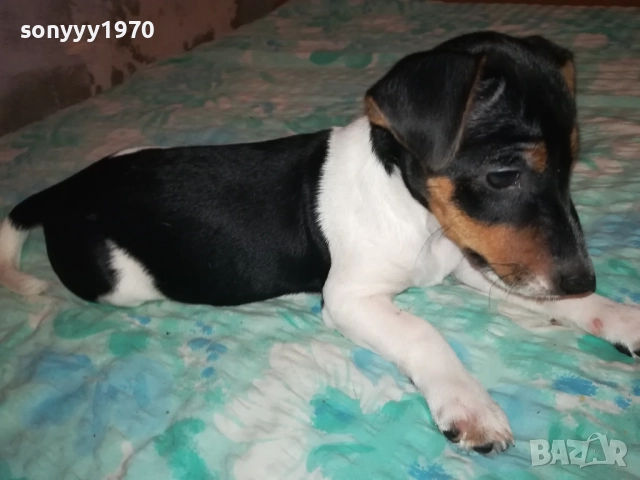 ЖЕНСКО ДЖАКЧЕ НА 90 ДЕНА 2011251700, снимка 9 - Джак ръсел териер - 52482164