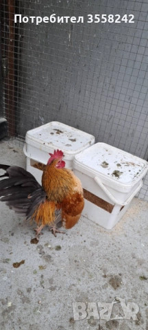 Малай серама, снимка 5 - Кокошки и пуйки - 52774584