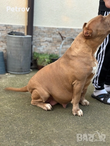 Американски булета , снимка 7 - Питбул - 52912672