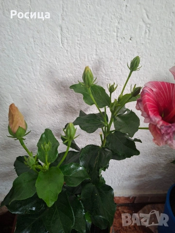 хибискус , снимка 2 - Стайни растения - 53474830