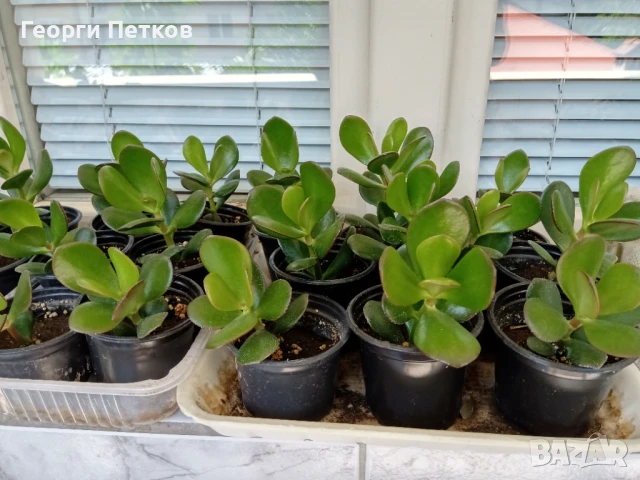 Дървото на живота-7лв., снимка 2 - Стайни растения - 51306552