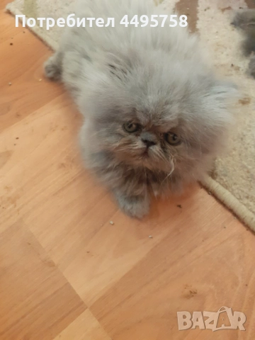 Персийски котенца, снимка 3 - Персийска - 51754390