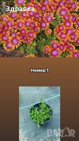 Делосперма 7 цвята 