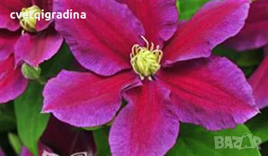 Clematis Hania (Клематис Хания), снимка 2 - Стайни растения - 49180265