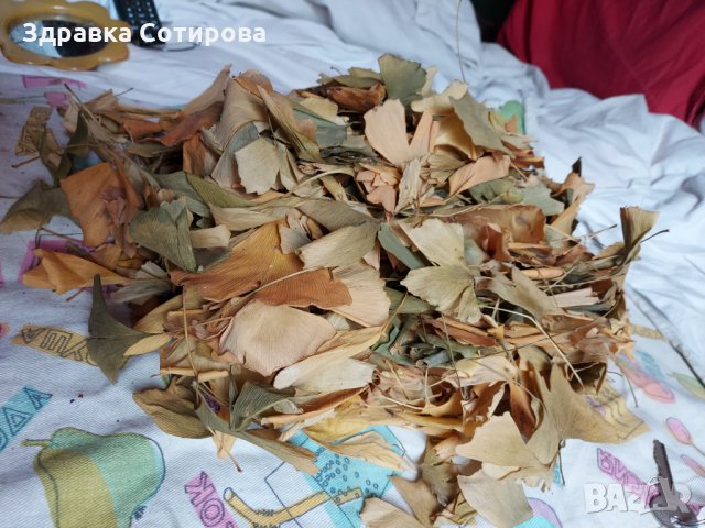 Гинко Билоба растение, полезно за мозъка - листа за чай (дрога), семена и фиданки. Най-ниски цени, снимка 2 - Градински цветя и растения - 21119217
