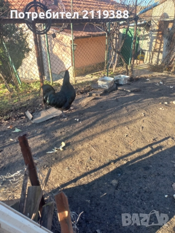 Австралорп на 7 м 2 бр, снимка 4 - Кокошки и пуйки - 52773685