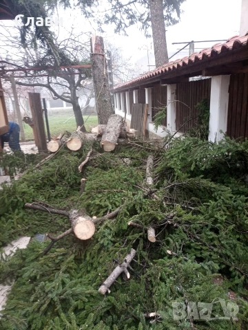 Рязане на високи и опасни дървета , снимка 3 - Други услуги - 53395660