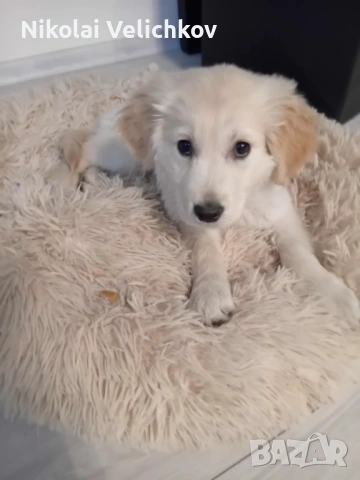 Голдън ретривър