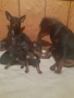 Чистокръвни немски пинери, снимка 10