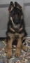 Немски овчарки Топ, снимка 3