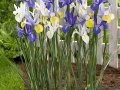 Продавам цветя Холандски ириси - луковици, за есенно засаждане, снимка 7