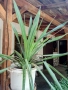 Студоустойчива палма Юка,дворна, снимка 3