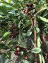 Ягодова гуава,Strawberry Guava, растения и семена, снимка 3