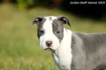 *Американски Стафордшир Териер бебета с FCI родословие- Jordan Staff Kennel*, снимка 10