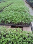 Разсад домати за пикиране, снимка 3